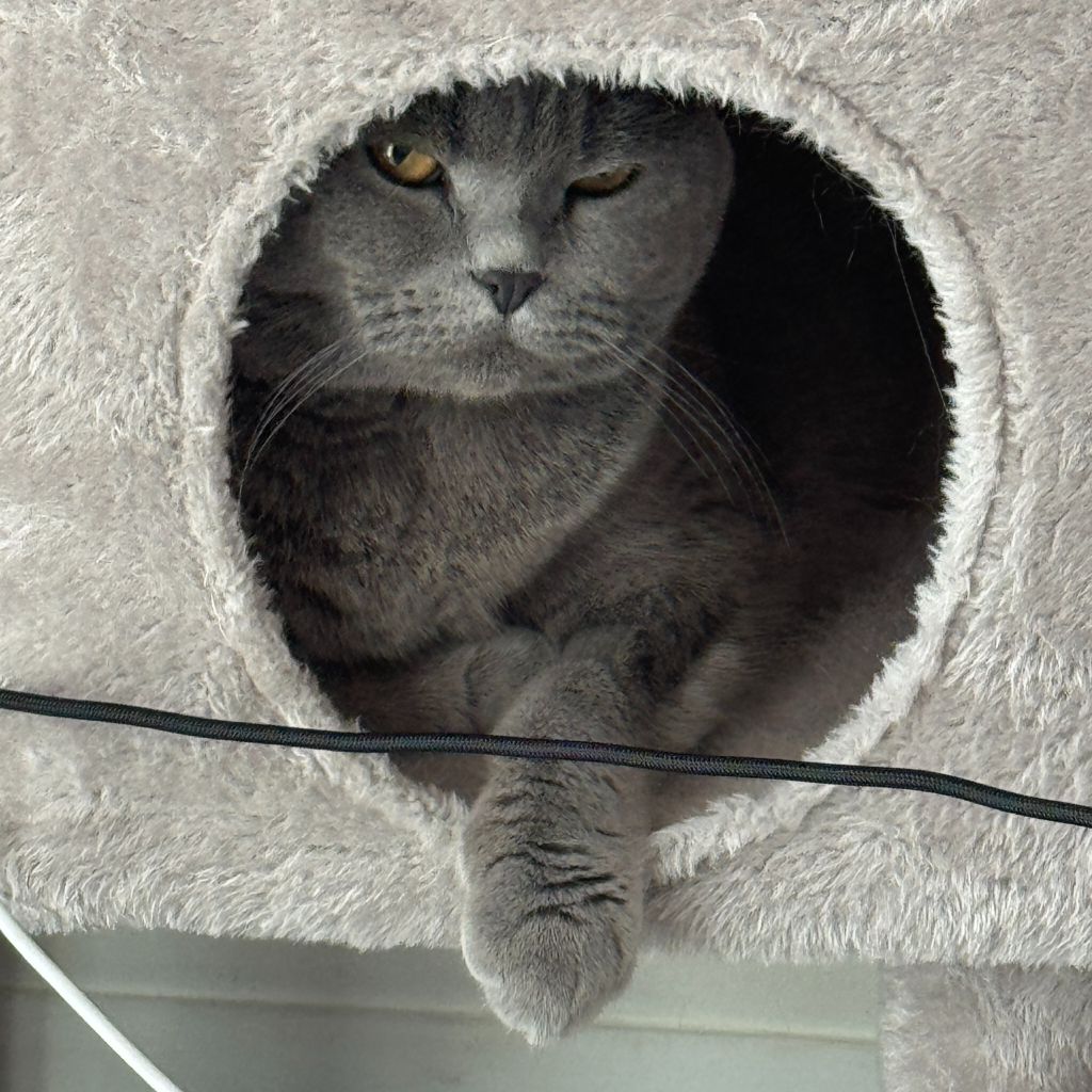 Cute judging black cat